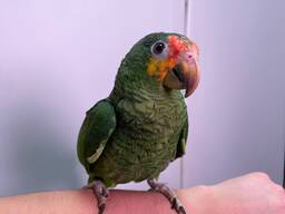 Червонолобий Амазон, жовтощокий амазон, ручний розмовляючий папуга