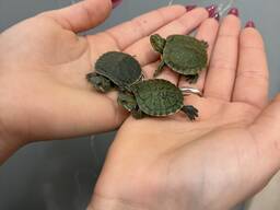 Червоновуха черепаха, красноухая черепаха, водяна черепаха маленька