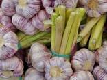 Чеснок - фото 2