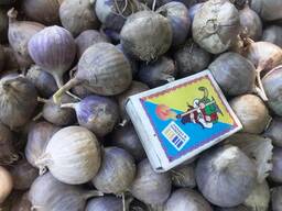 Чеснок " Любаша" продам посадочний часник однозубка.