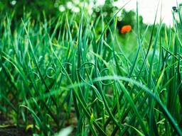 Чеснок на посадку