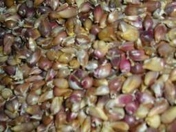 Чеснок семена воздушка Люба ша seeds Garlic from Ukraine