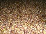 Чеснок семена воздушка Люба ша seeds Garlic from Ukraine - фото 2