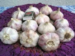 Чеснок сорт Любаша 3 тонны