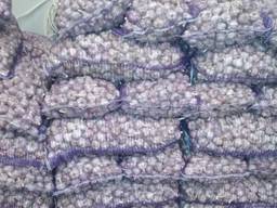 Чеснок украинский с холодильника