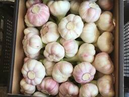 Чеснок-Египет