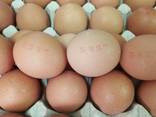 Chicken Broiler Hatching eggs (Ross/Cobb) - фото 2