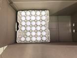 Chicken Broiler Hatching eggs (Ross/Cobb) - фото 3