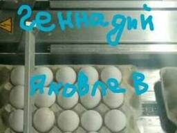#Chicken eggs С1 Export. FOB
