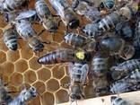 Чистопородные пчеломатки и пчелопакеты Карника (Австрия, Германия) - фото 1