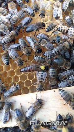 Чистопородные пчеломатки и пчелопакеты Карника (Австрия, Германия)