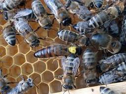 Чистопородні бджоломатки та бджолопакети Карніка (Австрія, Німеччина)