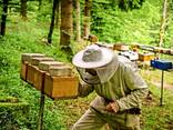 Чистопородные пчеломатки и пчелопакеты Карника (Австрия, Германия) - фото 3