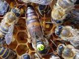 Чистопородные пчеломатки и пчелопакеты Карника (Австрия, Германия) - фото 5