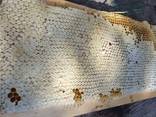 Чистопородные пчеломатки и пчелопакеты Карника (Австрия, Германия) - фото 7