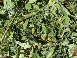 Чистотіл, чистотел