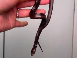 Чорна оксамитова змія нігріта, повністю ручна та безпечна