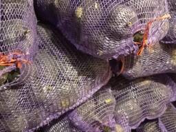 Чорна редька