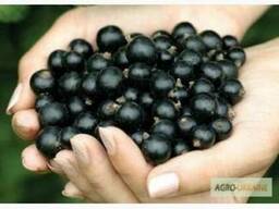 Чорна смородіна