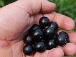 Чорна смородина ЯГОДА (Black Currant) - фото 2