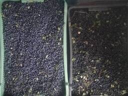 Чорниця оптом