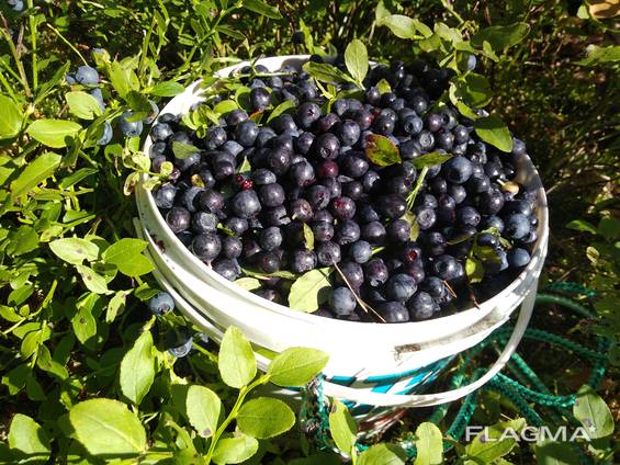 Чорниця сушена в порошку