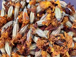 Чорнобривці, цвіт чорнобривців, бархатци