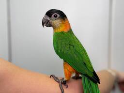 Чорноголовий каїк, грайливий каїк, веселий папужка з кільцем