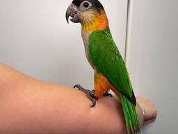 Чорноголовий Каїк веселий говіркий папуга, ручний малюк