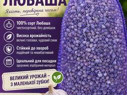 Чосник однозубка