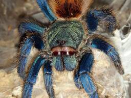 Chromatopelma cyaneopubescens L2