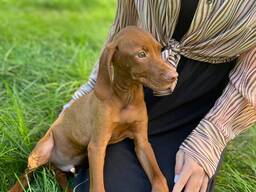 Чудо вижла, неймовірний малюк у турботливу родину з документом