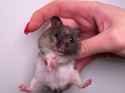 Чудові ручні хом'ячки сірійські та джунгарські до свята