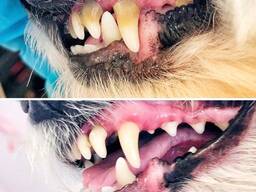 Чистка зубів для ваших улюбленців, грумінг послуги з виїздом додому