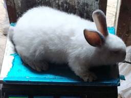 Чистопородні каліфорнійці