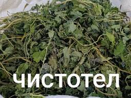 Чистотел