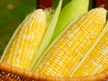 CORN - фото 3