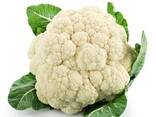 Цветная капуста из Узбекистана - фото 1