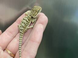 Цветные бородатые агамы - желтая и оранжевая морфы