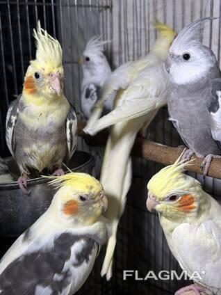 Цветные щекатые кореллы нимфа с забавным хохолком