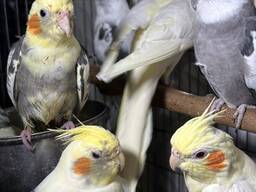 Цветные щекатые кореллы нимфа с забавным хохолком