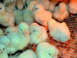 Цыпленок 9.04 маршрут Підгородне- Дніпро- Солонянський пост ДАІ.