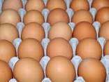 Цыпленок тушка и разделка оптом годовые контракты , яйца с ндс без ндс - фото 10
