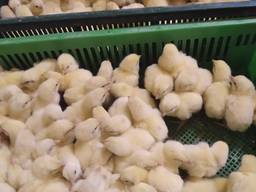 Цыплята бройлера