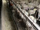 Цыплята бройлера - фото 3
