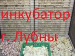 Цыплята бройлера КОББ 500, РОС 308 - фото 2