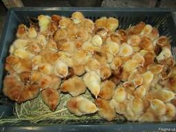 Цыплята фокси чик.