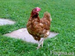 Цыплята Ломан Браун