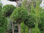 Штамби крупномірні з туй, ялівців та кипарисовиків повністю морозостійкі - фото 3