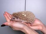 Декоративный ежик, африканский ежик карликовые ручные ежики разноцветные, ежики ручные мал - фото 2